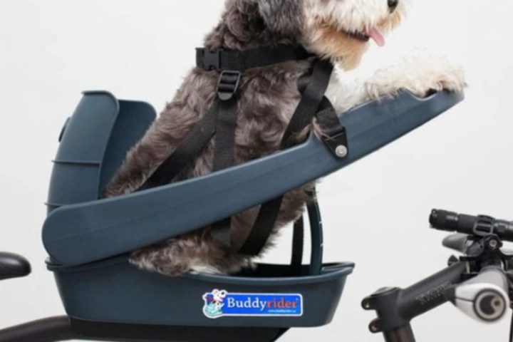 Dog sitting in a blue bike-mounted seat with harness, labeled Buddyrider.