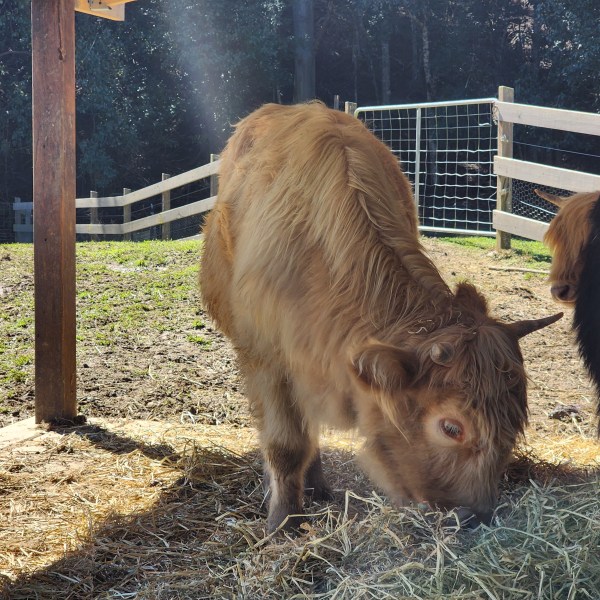 A brown cow grazing next to a black cow in a sunny paddock with wooden fencing.