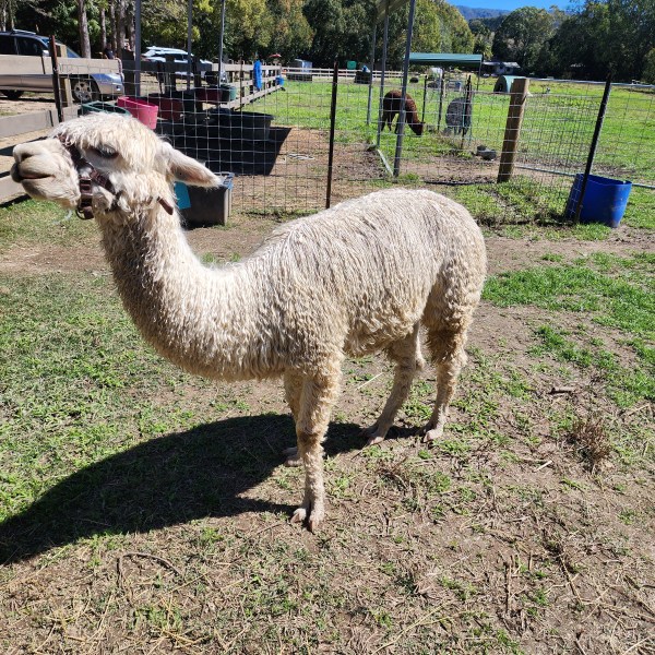 White alpaca standing in a sunny farm enclosure with green grass.