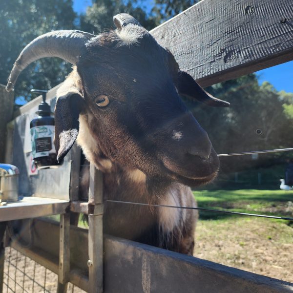 Brown goat with curved horns peeking through a wooden fence.